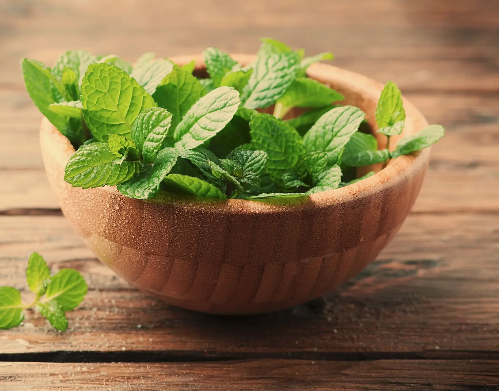 Rafraichissante menthe vaudoise
