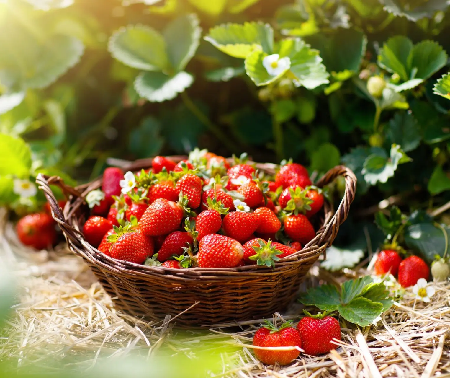 Panier de fraises valaisannes